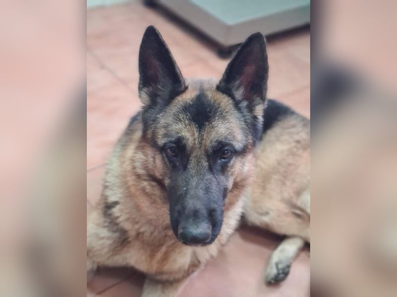 AGATA-großartiger ,intelligent, aufmerksam, gehorsam, lernfreudig, loyal sucht liebevolles Zuhause