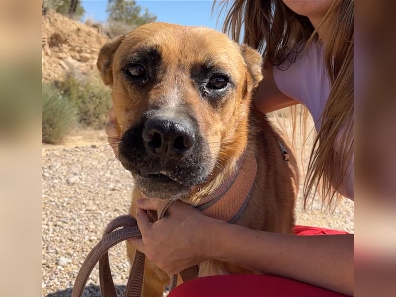 TRIXI -ein echt feiner Hundebube