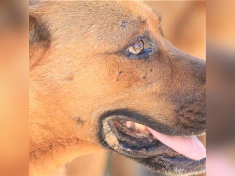 TIMY - bitte gebt mir eine Chance