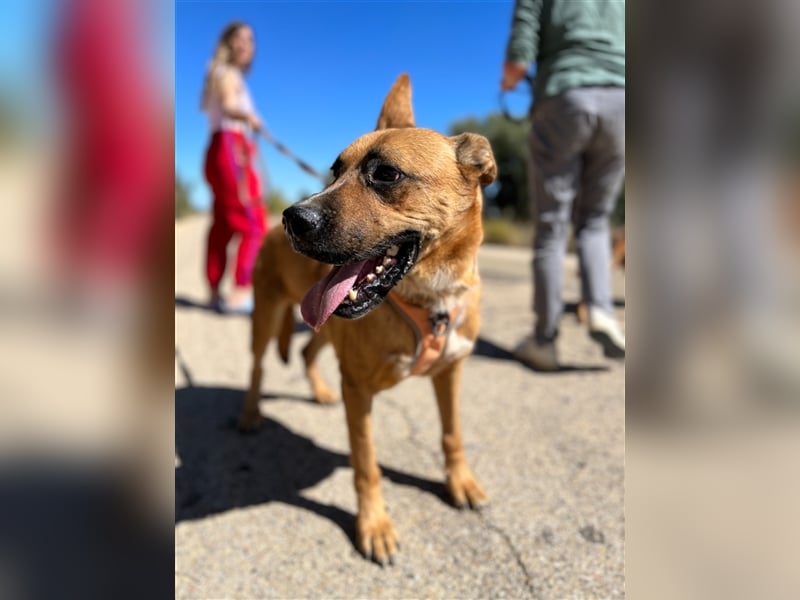 TRIXI -ein echt feiner Hundebube