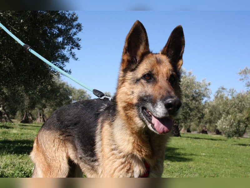 NANCY-anhänglich, sanft, elegant, super gehorsam, läuft super an der Leine -sucht Für-immer-Zuhause