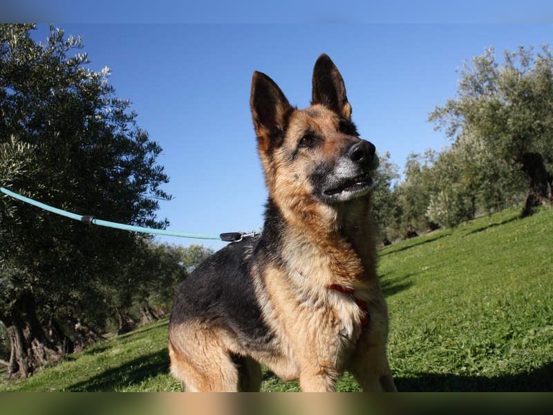 NANCY-anhänglich, sanft, elegant, super gehorsam, läuft super an der Leine -sucht Für-immer-Zuhause