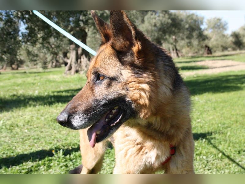 NANCY-anhänglich, sanft, elegant, super gehorsam, läuft super an der Leine -sucht Für-immer-Zuhause