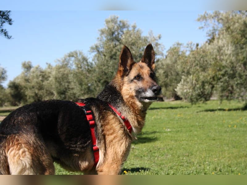 NANCY-anhänglich, sanft, elegant, super gehorsam, läuft super an der Leine -sucht Für-immer-Zuhause