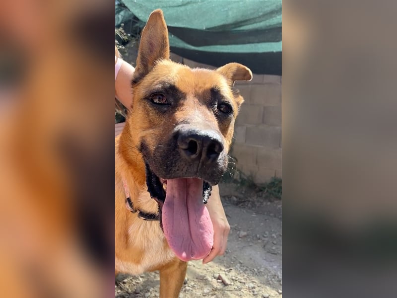 TRIXI -ein echt feiner Hundebube