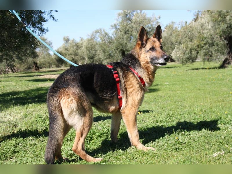 NANCY-anhänglich, sanft, elegant, super gehorsam, läuft super an der Leine -sucht Für-immer-Zuhause