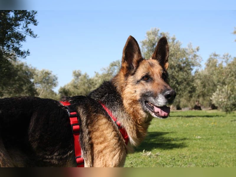 NANCY-anhänglich, sanft, elegant, super gehorsam, läuft super an der Leine -sucht Für-immer-Zuhause