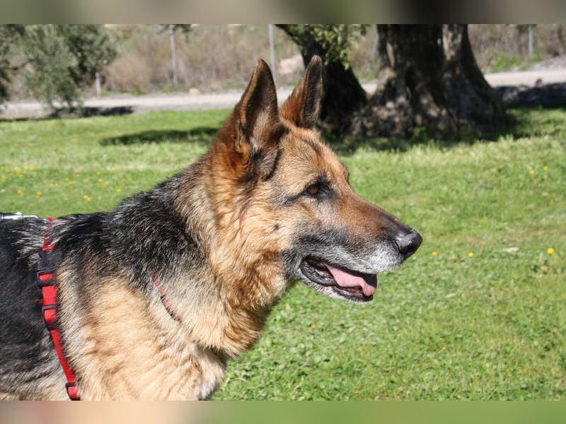 NANCY-anhänglich, sanft, elegant, super gehorsam, läuft super an der Leine -sucht Für-immer-Zuhause