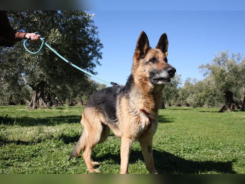 NANCY-anhänglich, sanft, elegant, super gehorsam, läuft super an der Leine -sucht Für-immer-Zuhause