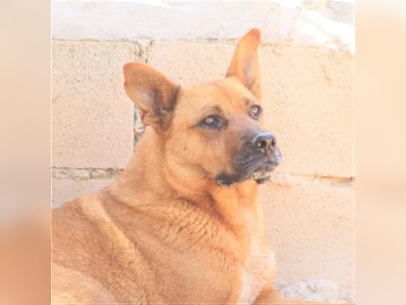 TIMY - bitte gebt mir eine Chance