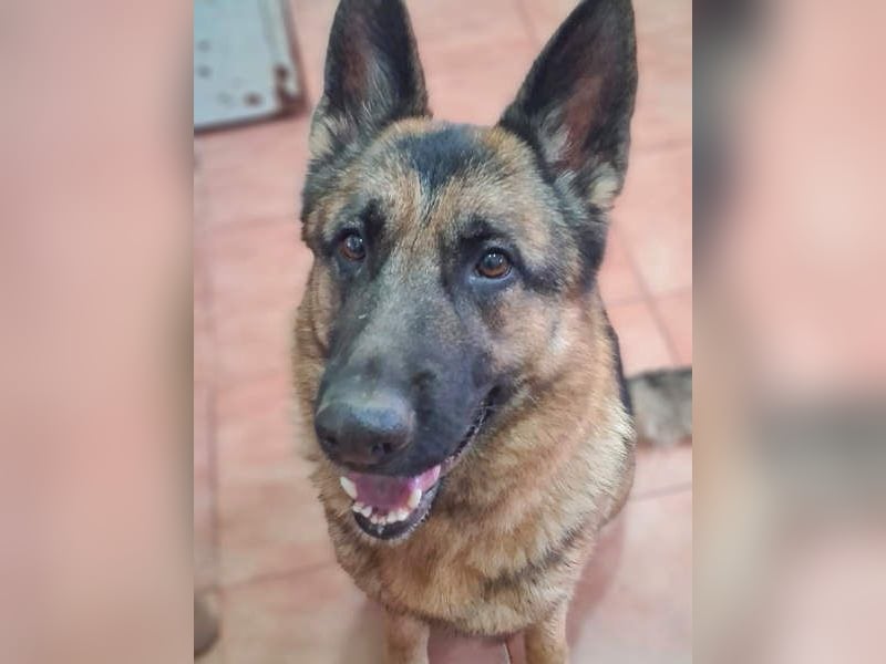 AGATA-großartiger ,intelligent, aufmerksam, gehorsam, lernfreudig, loyal sucht liebevolles Zuhause