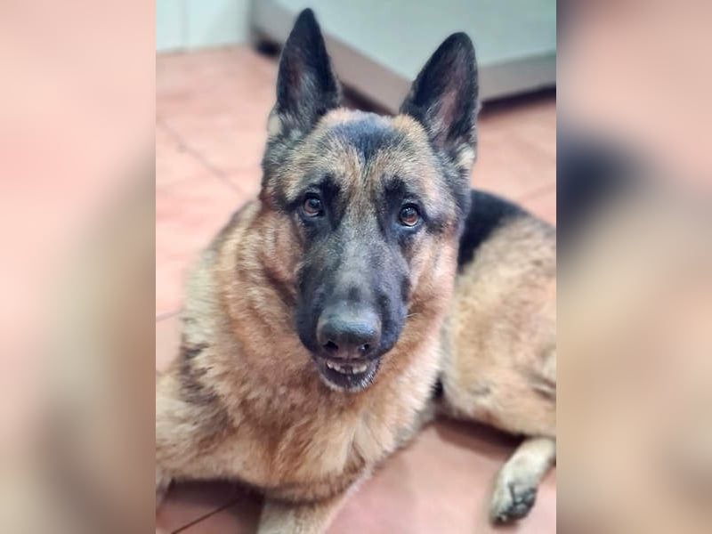 AGATA-großartiger ,intelligent, aufmerksam, gehorsam, lernfreudig, loyal sucht liebevolles Zuhause