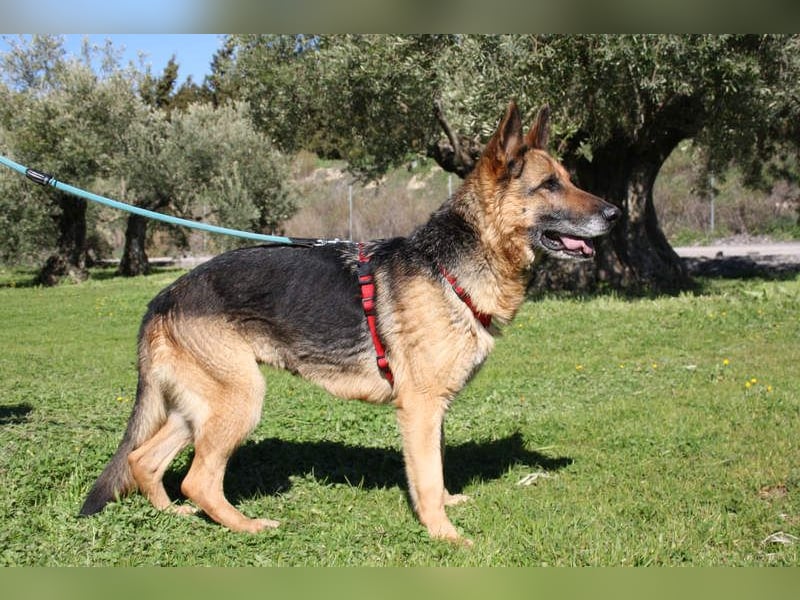 NANCY-anhänglich, sanft, elegant, super gehorsam, läuft super an der Leine -sucht Für-immer-Zuhause