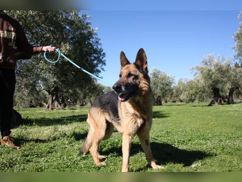 NANCY-anhänglich, sanft, elegant, super gehorsam, läuft super an der Leine -sucht Für-immer-Zuhause