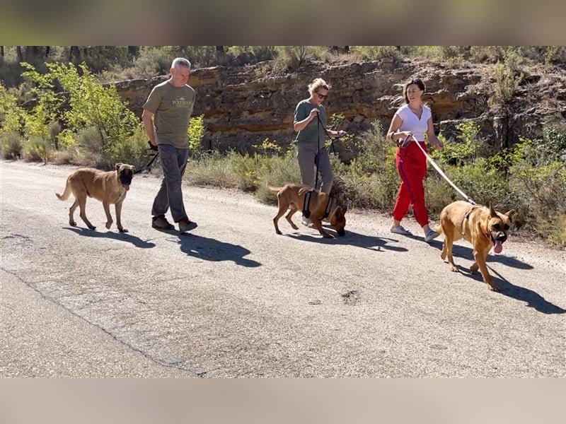 TRIXI -ein echt feiner Hundebube