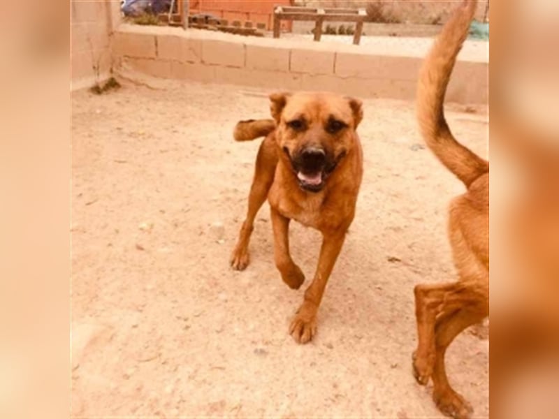 TIMY - bitte gebt mir eine Chance