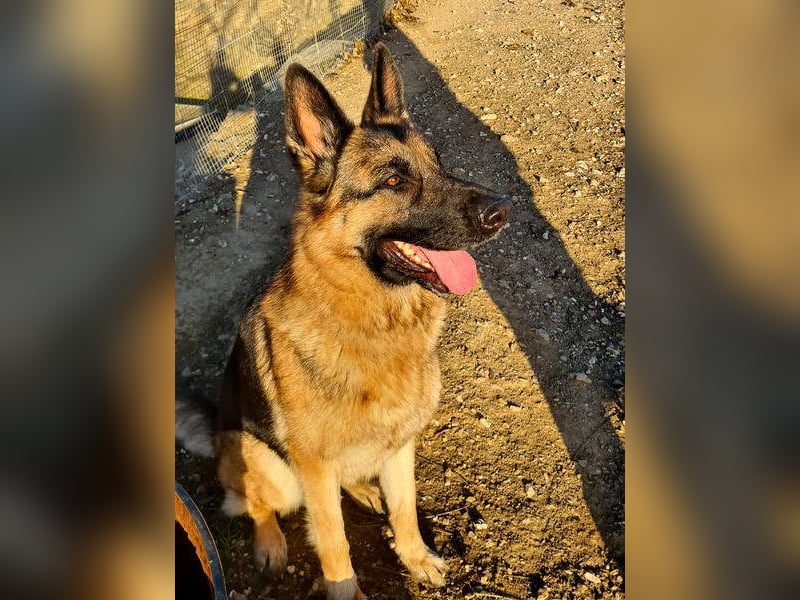 AGATA-großartiger ,intelligent, aufmerksam, gehorsam, lernfreudig, loyal sucht liebevolles Zuhause