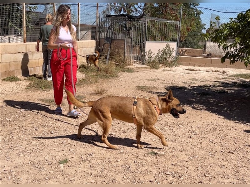 TRIXI -ein echt feiner Hundebube