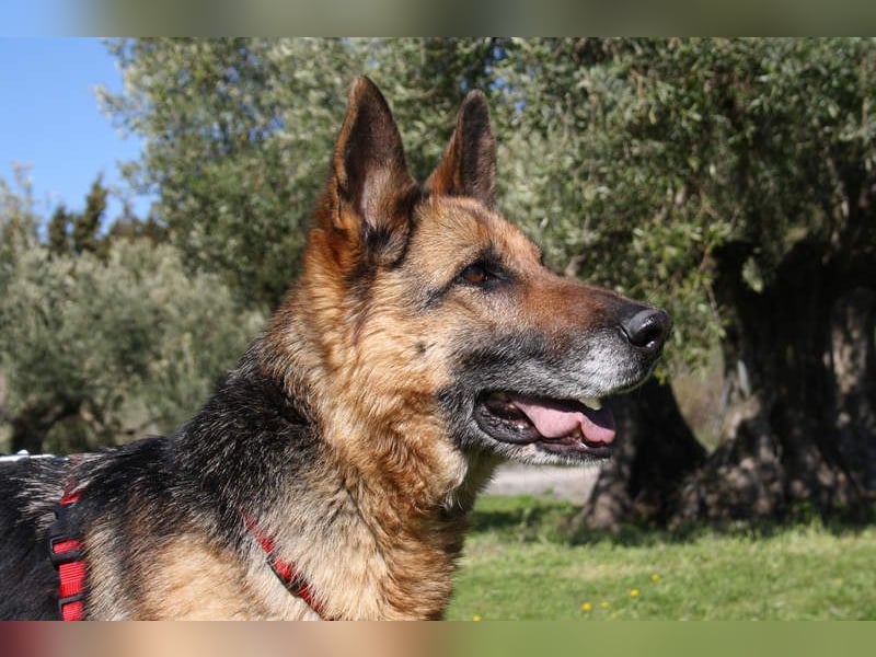 NANCY-anhänglich, sanft, elegant, super gehorsam, läuft super an der Leine -sucht Für-immer-Zuhause