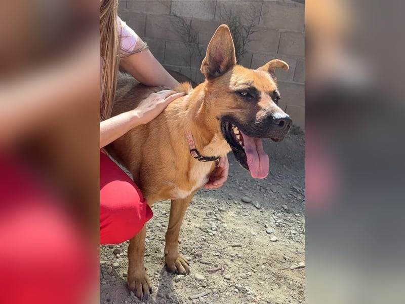 TRIXI -ein echt feiner Hundebube