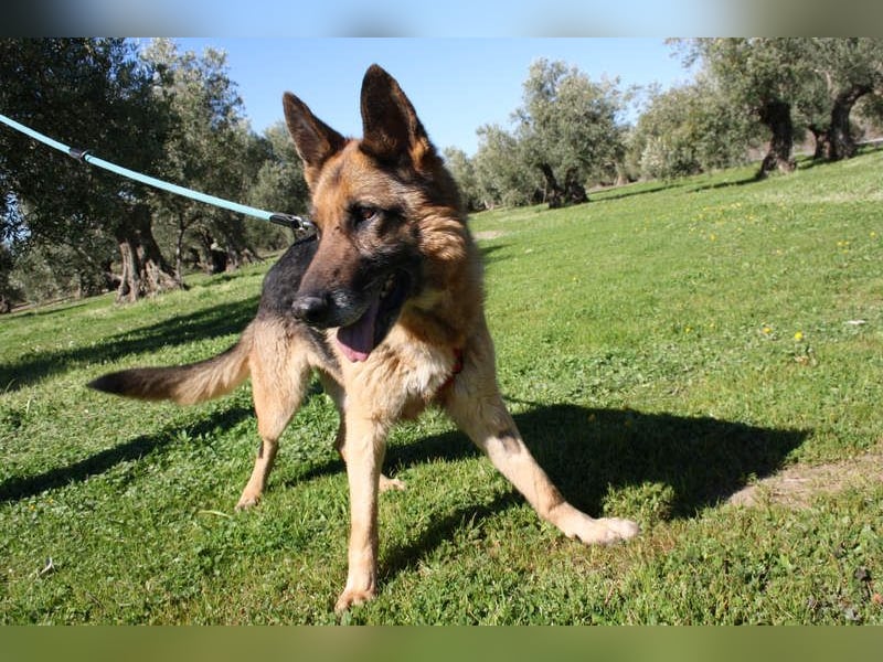 NANCY-anhänglich, sanft, elegant, super gehorsam, läuft super an der Leine -sucht Für-immer-Zuhause