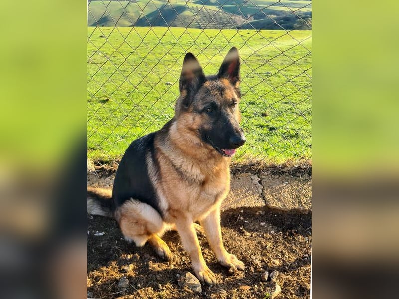 AGATA-großartiger ,intelligent, aufmerksam, gehorsam, lernfreudig, loyal sucht liebevolles Zuhause