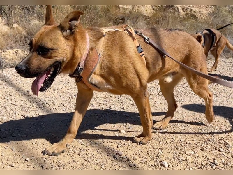 TRIXI -ein echt feiner Hundebube