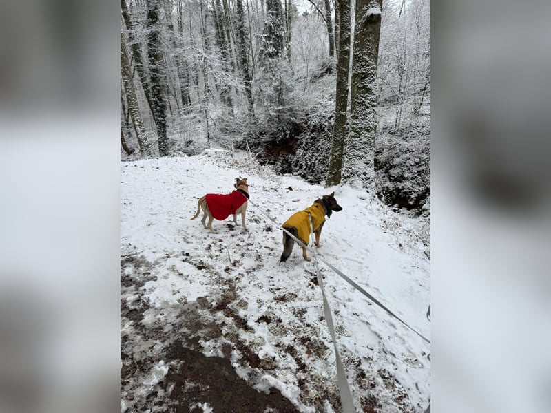 Hose - Schäferhund Liebhaber gesucht