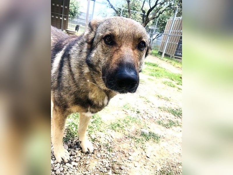 Hose - dringend Pflegestelle gesucht