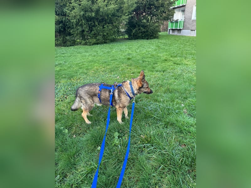 Hose - Schäferhund Liebhaber gesucht
