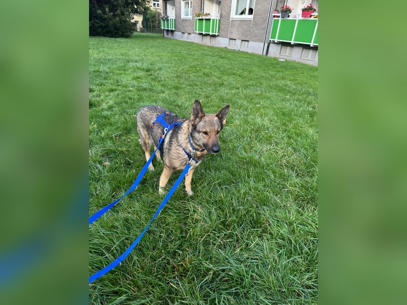 Hose - Schäferhund Liebhaber gesucht