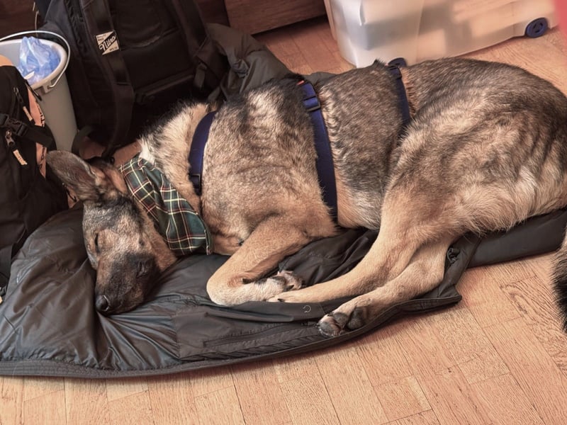 Hose - Schäferhund Liebhaber gesucht