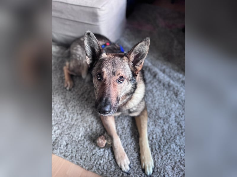 Hose - Schäferhund Liebhaber gesucht