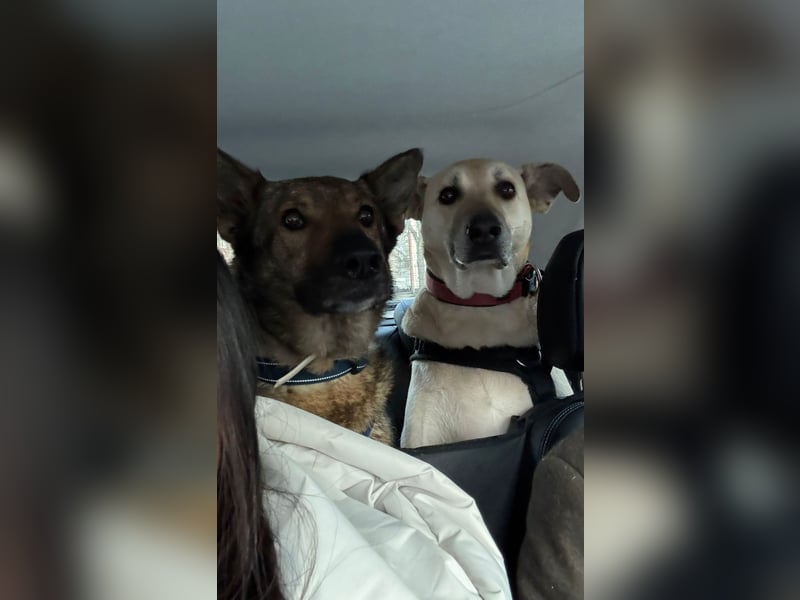 Hose - Schäferhund Liebhaber gesucht