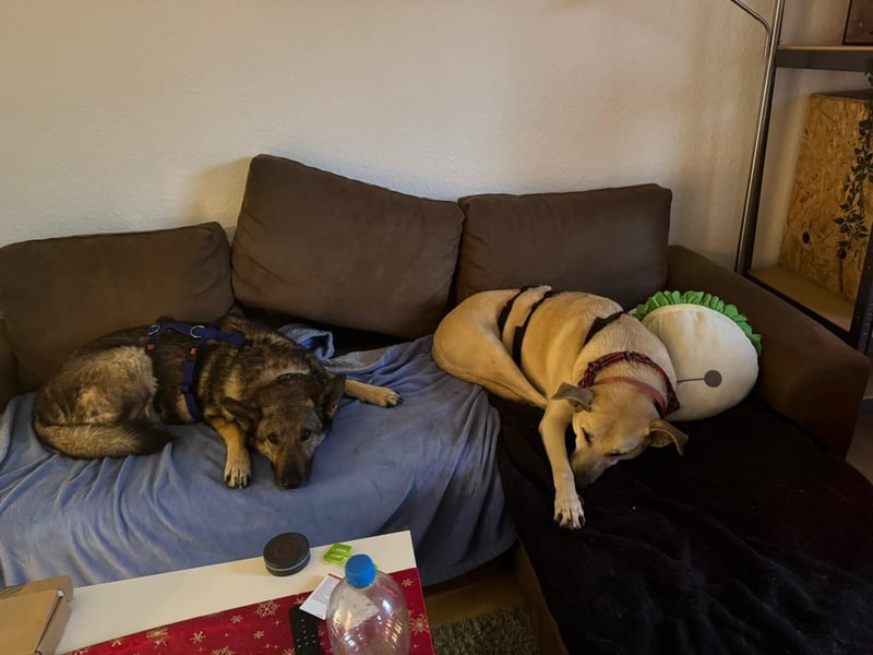 Hose - Schäferhund Liebhaber gesucht