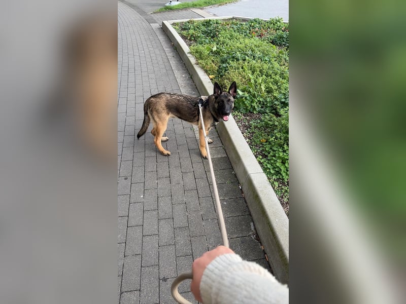 14 Monate alter Schäferhund-Mix