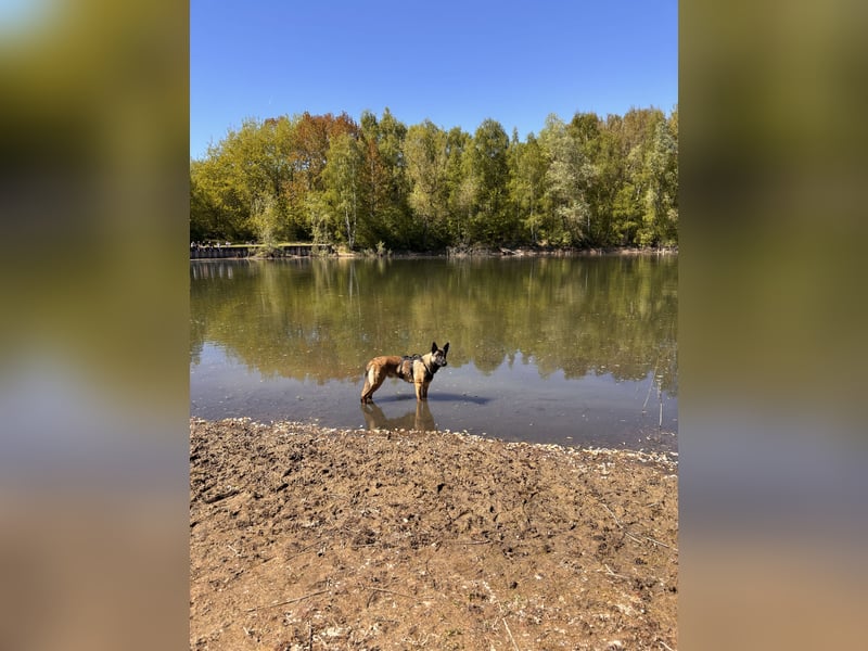 14 Monate alter Schäferhund-Mix