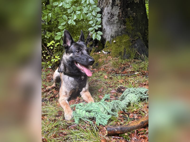 14 Monate alter Schäferhund-Mix