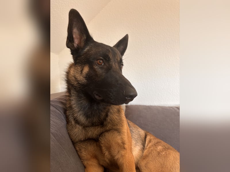 14 Monate alter Schäferhund-Mix