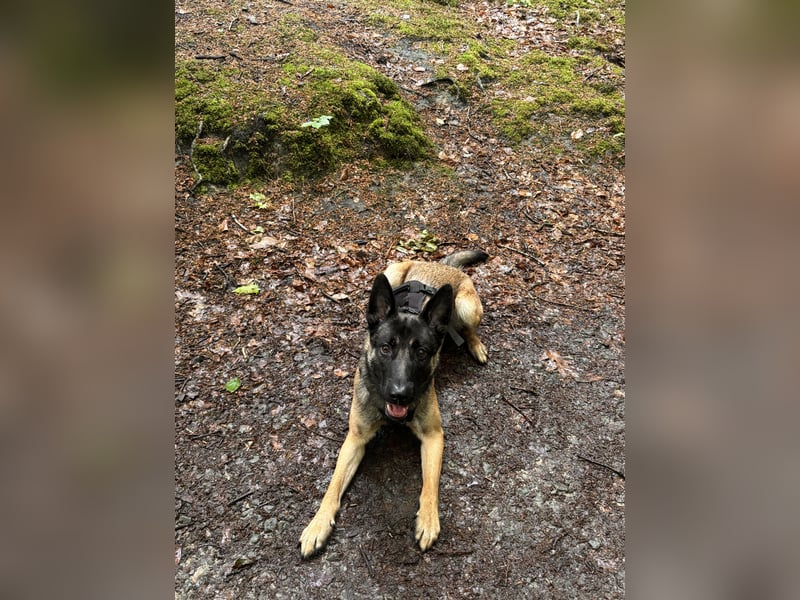 14 Monate alter Schäferhund-Mix