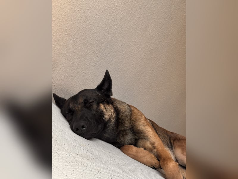 14 Monate alter Schäferhund-Mix