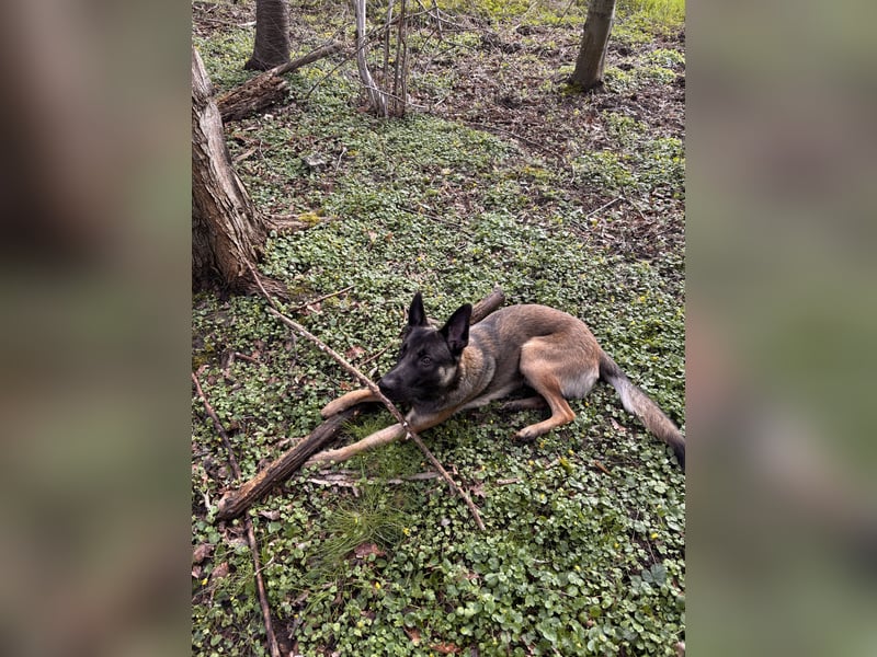 14 Monate alter Schäferhund-Mix
