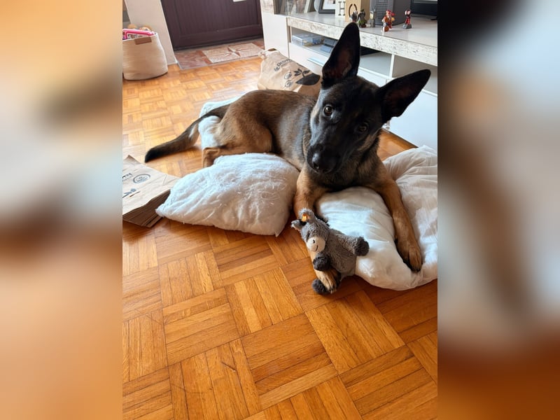 14 Monate alter Schäferhund-Mix