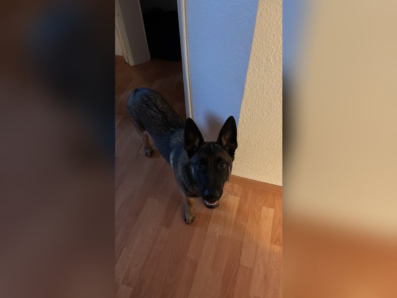 14 Monate alter Schäferhund-Mix