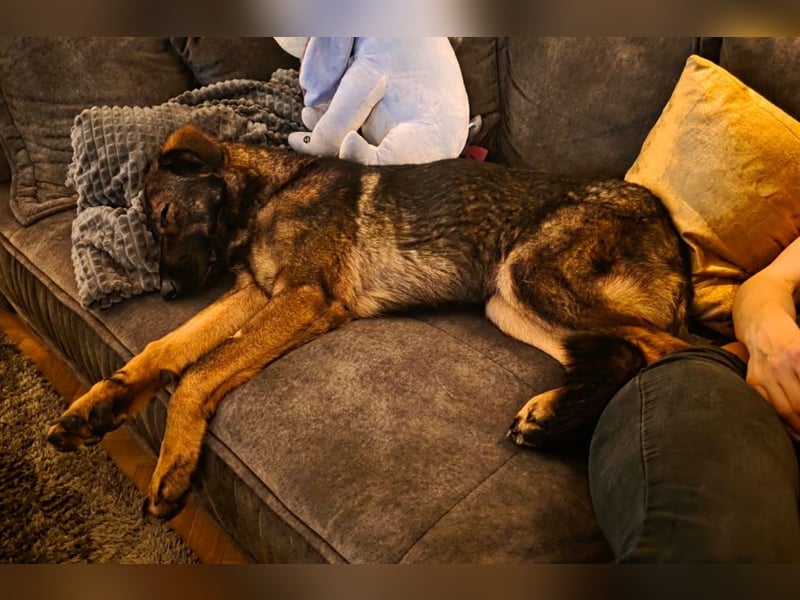 Pia braucht dringend ein neues Zuhause