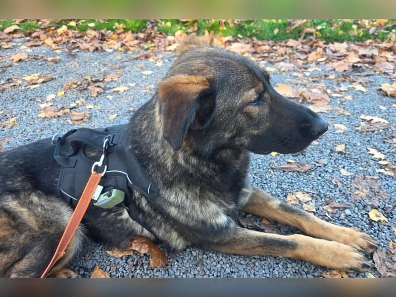 Pia braucht dringend ein neues Zuhause