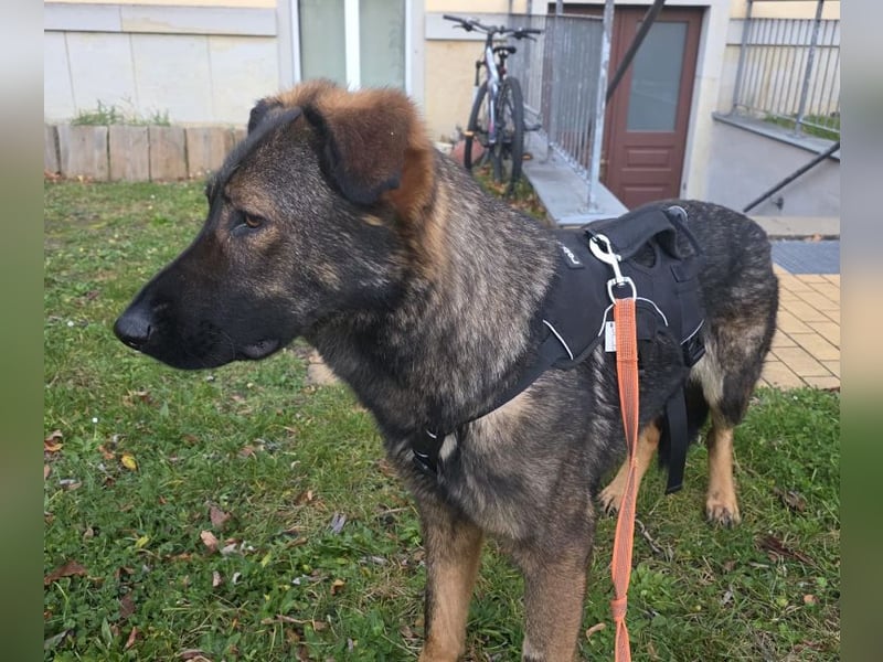 Pia braucht dringend ein neues Zuhause