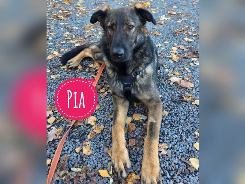 Pia braucht dringend ein neues Zuhause