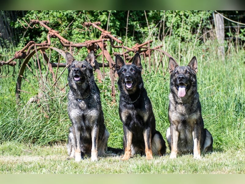 Topverpaarung Deutscher Schäferhund Welpen reinrassig Leistungslinie DDR HD/ED frei!