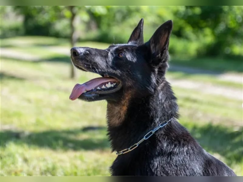 Topverpaarung Deutscher Schäferhund Welpen reinrassig Leistungslinie DDR HD/ED frei!
